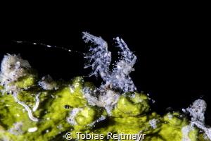 Juvenile Hairy shrimp, Aer Prang 1, Lembeh Strait by Tobias Reitmayr 